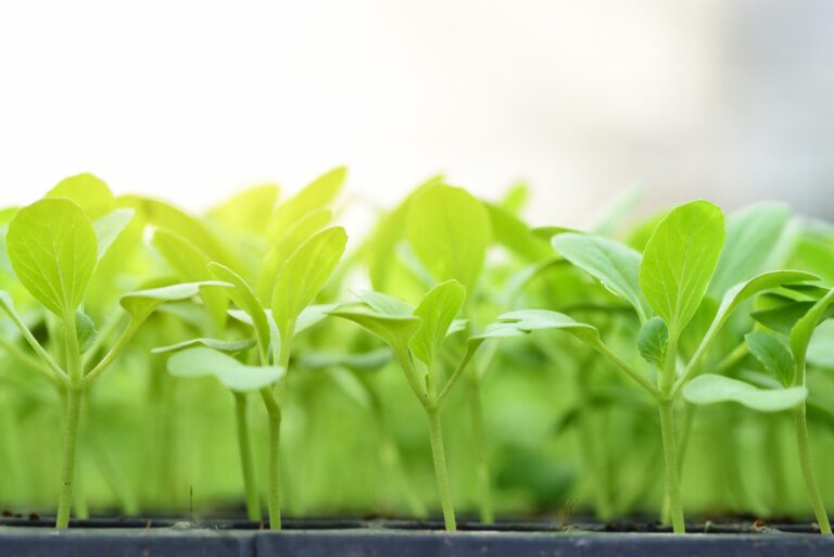 Healthy green plants